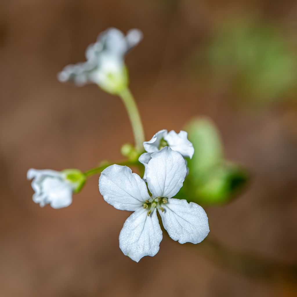 Cardamine trifolia - Cardamine à trois folioles