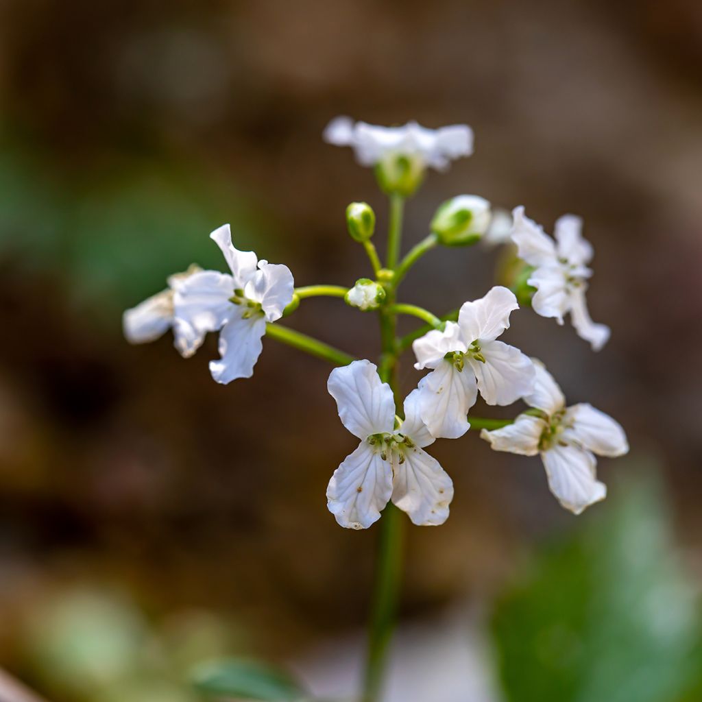 Cardamine trifolia - Cardamine à trois folioles