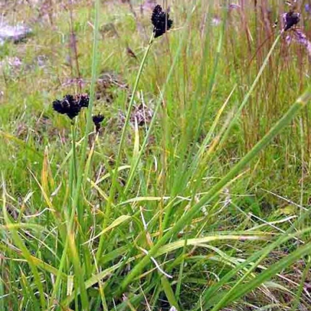 Carex atrata - Laîche des montagnes