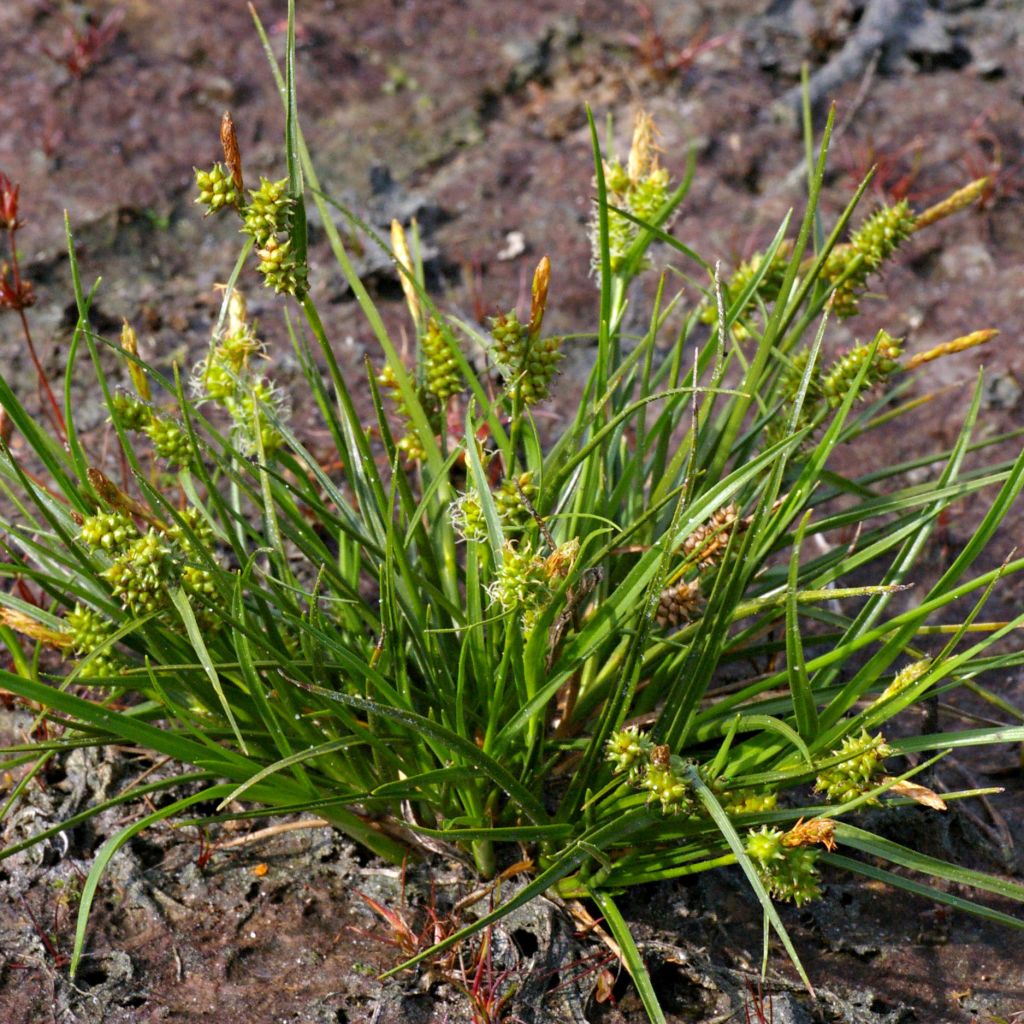 Carex atrata - Laîche des montagnes