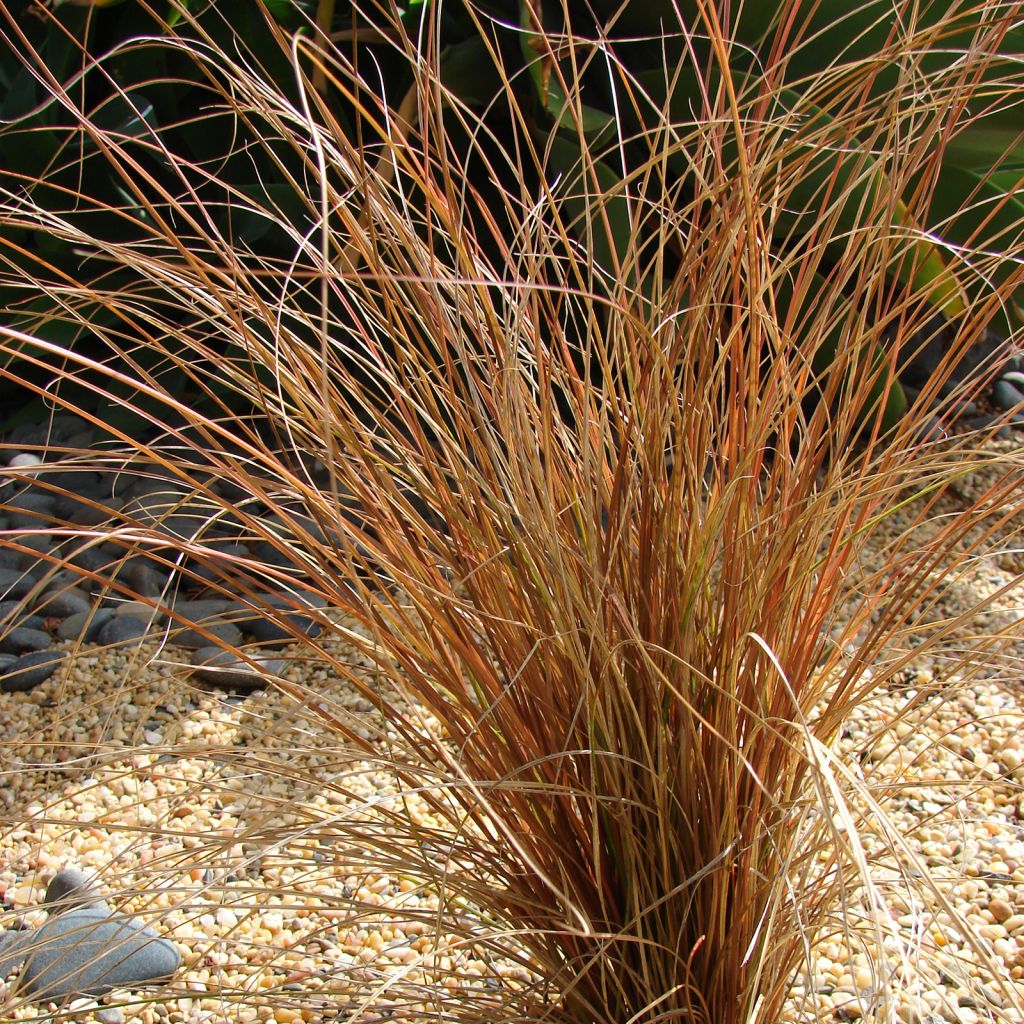 Carex comans - Laîche de Nouvelle-Zélande