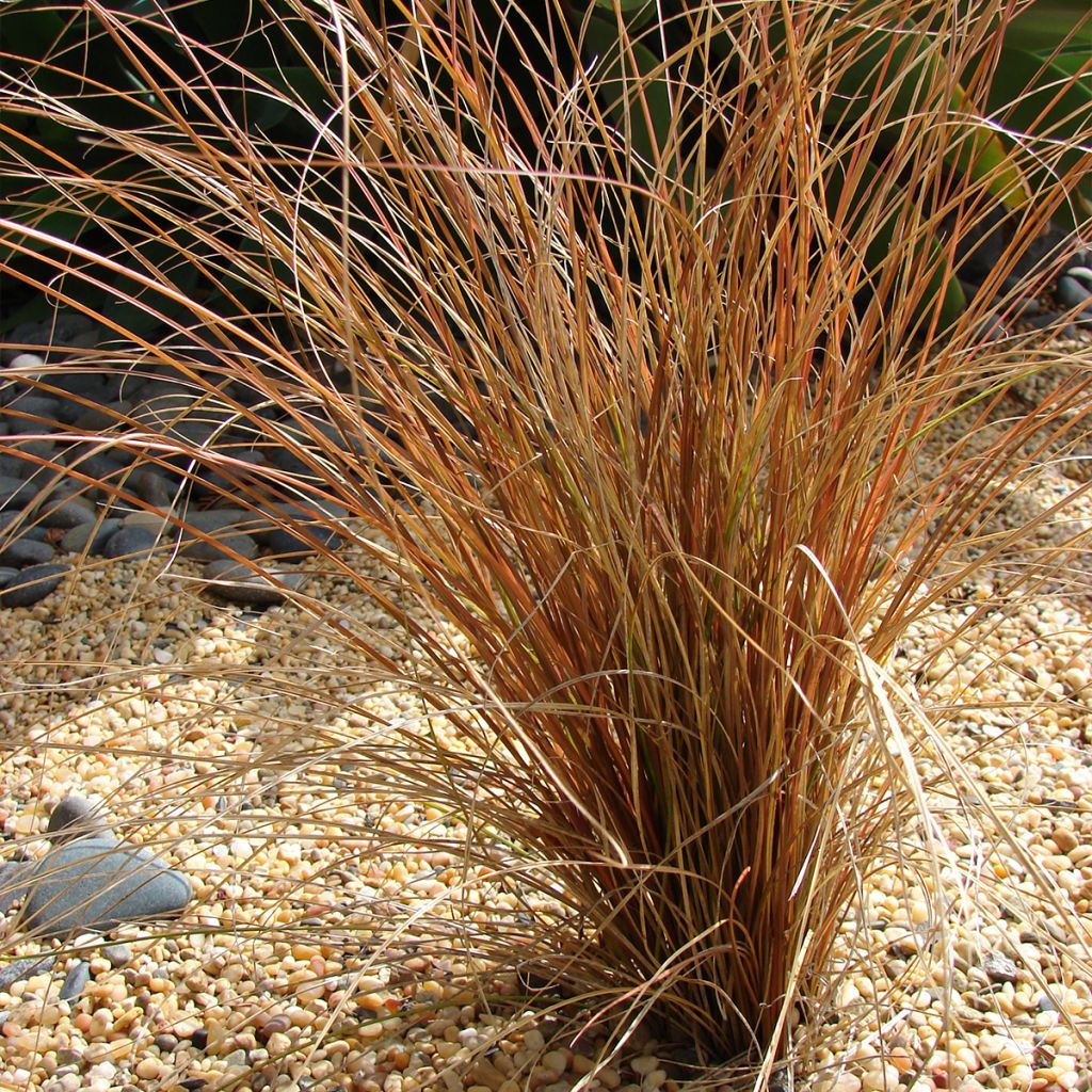 Carex comans Bronco - Laîche de Nouvelle-Zélande 