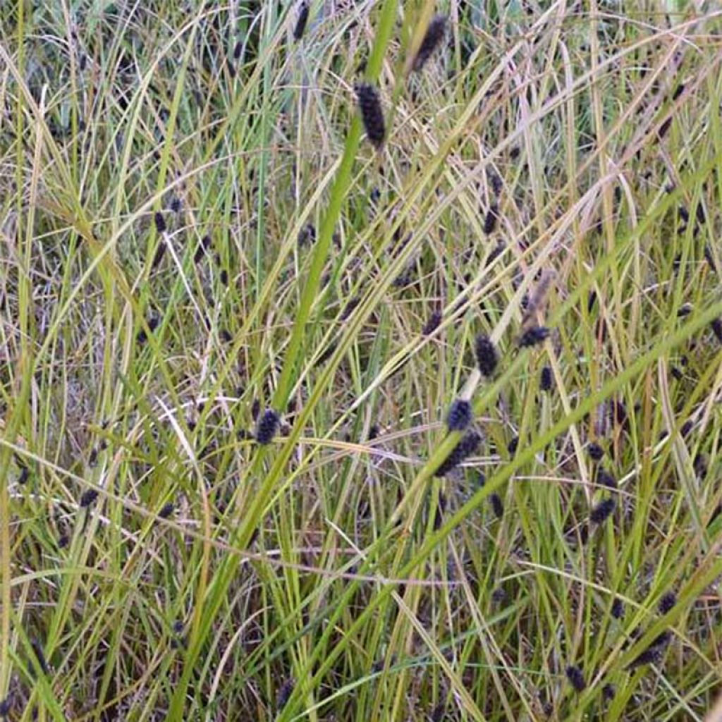 Carex dipsacea - Laîche d'automne
