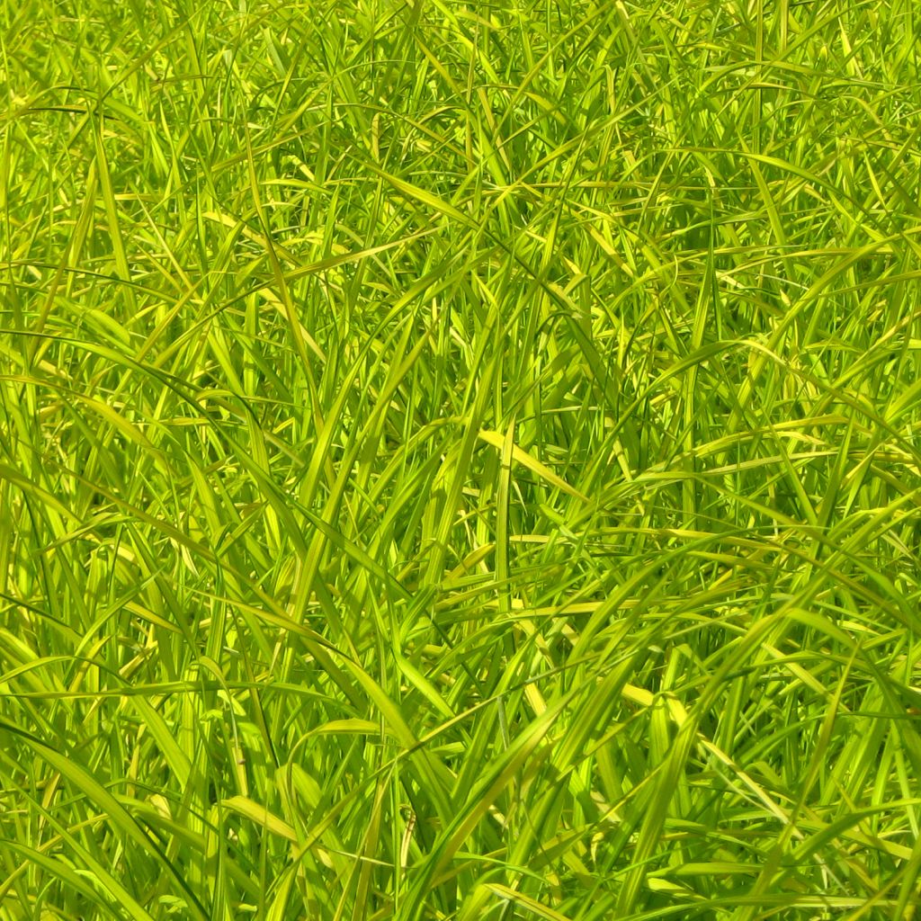 Carex elata Aurea - Laîche dorée