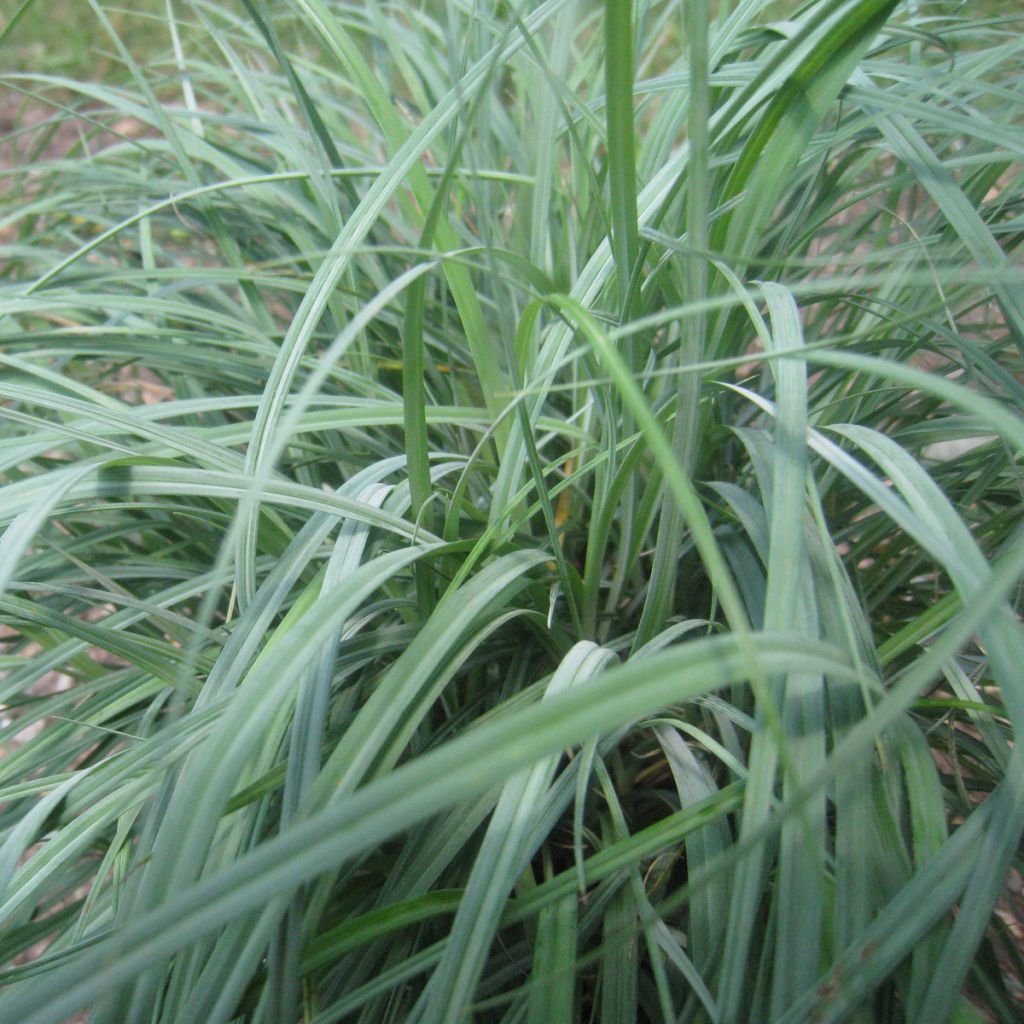 Carex flacca