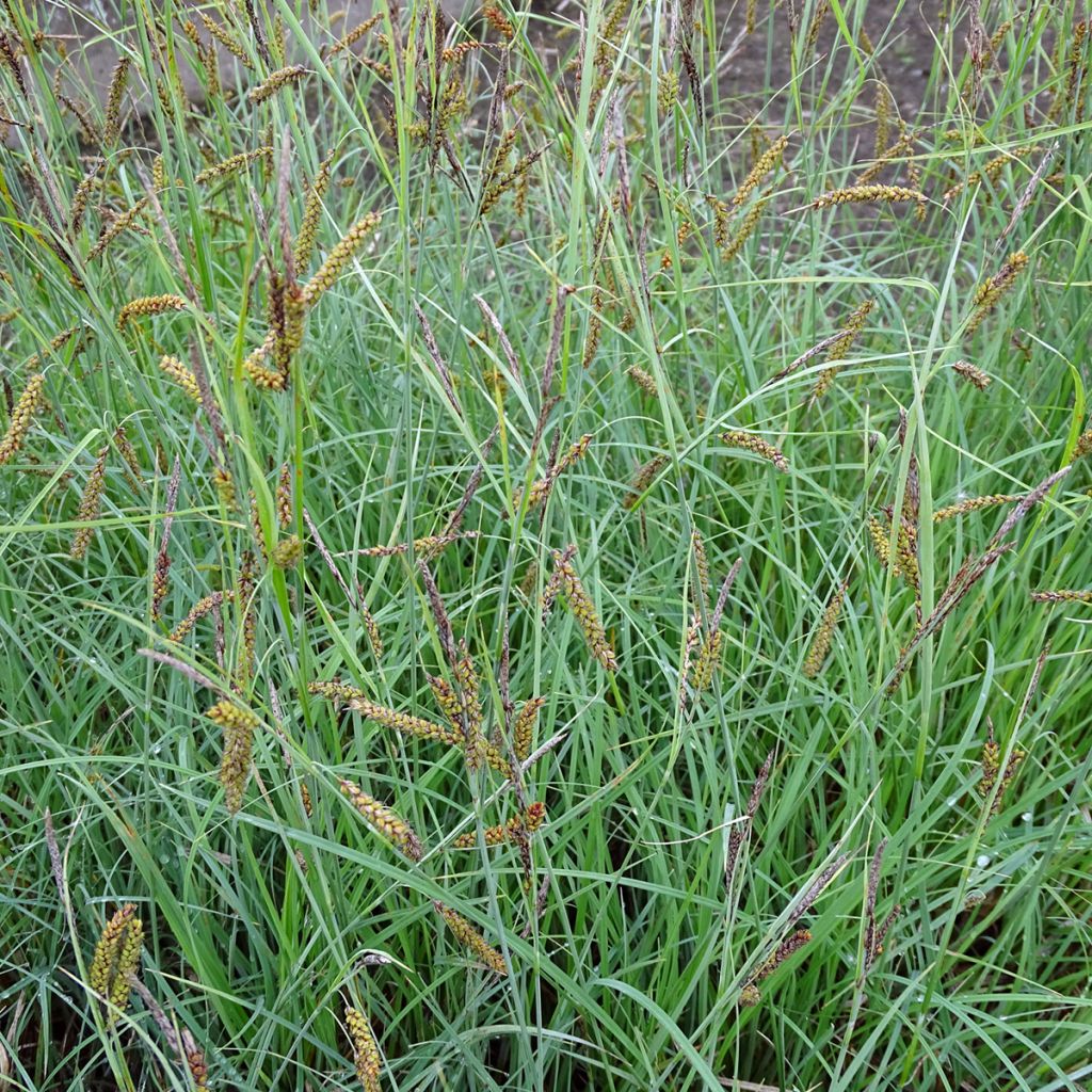 Carex flacca Blue Zinger - Laîche glauque