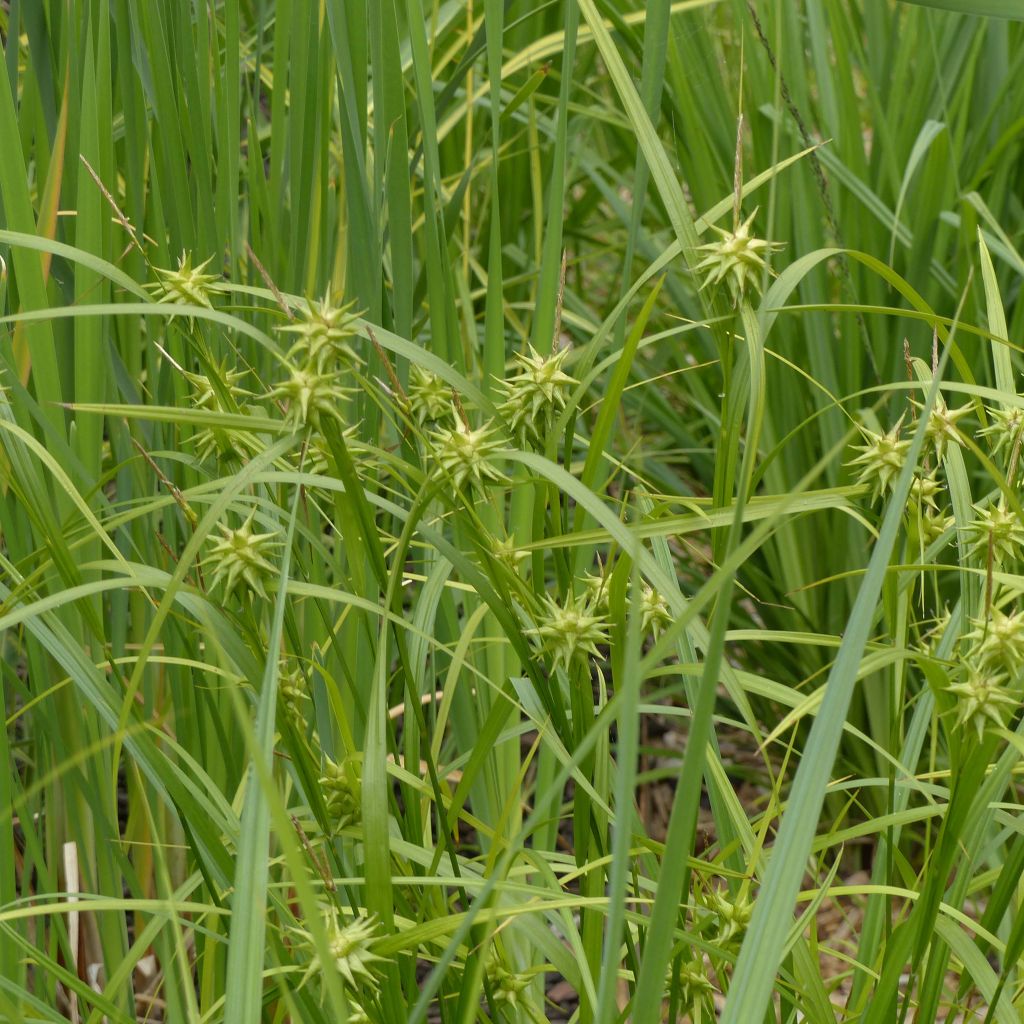 Carex grayi - Laîche massue