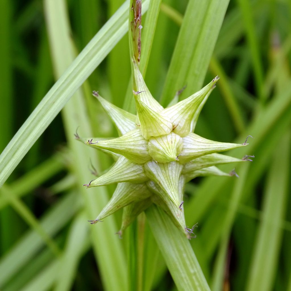 Carex grayi - Laîche massue