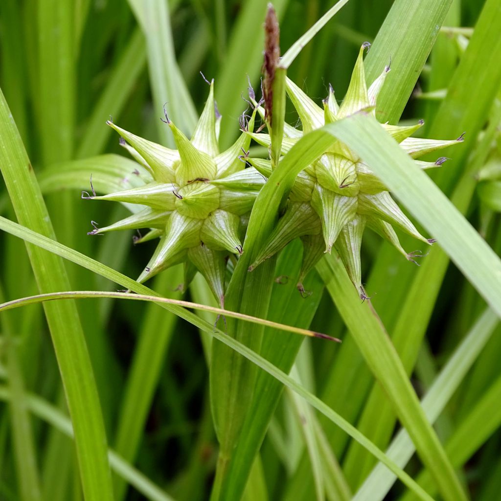 Carex grayi - Laîche massue