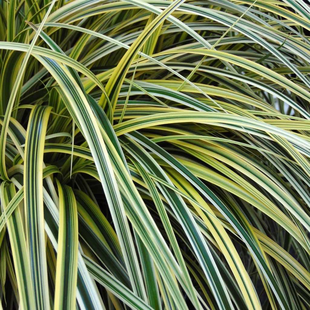 Carex hybride Feather Falls