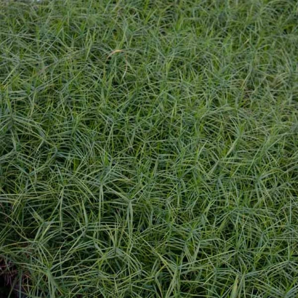 Carex musk. Little Midge-Laîche d'Amérique