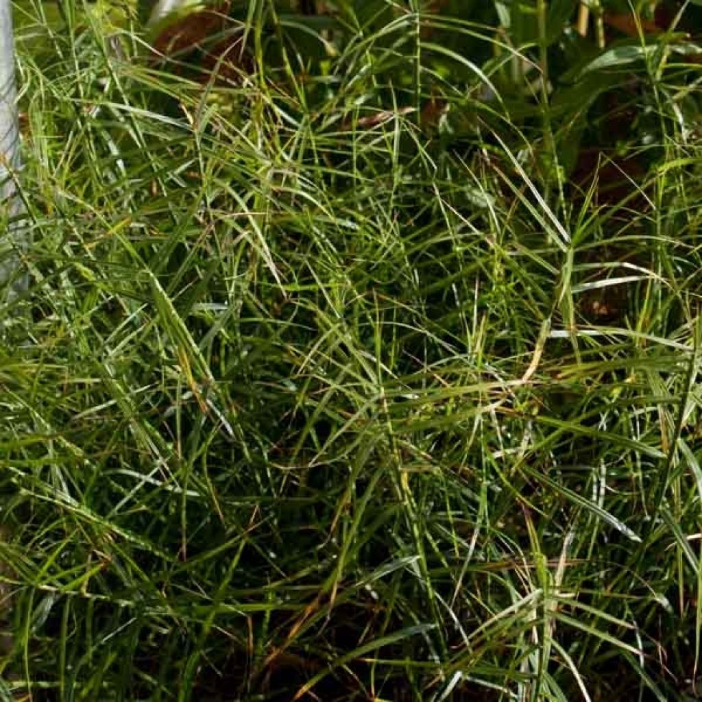 Carex musk. Little Midge-Laîche d'Amérique