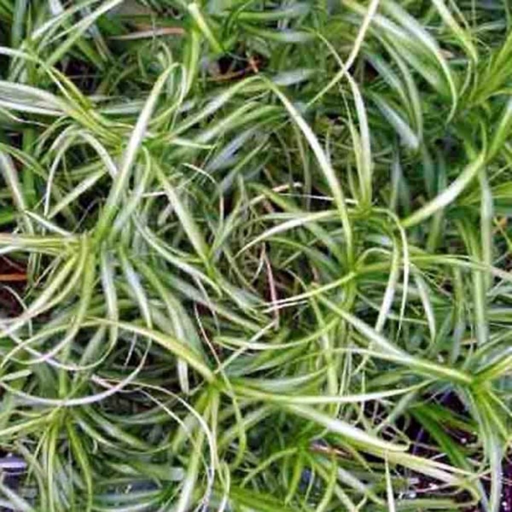 Carex musk.Silberstreif - Laîche d'Amérique