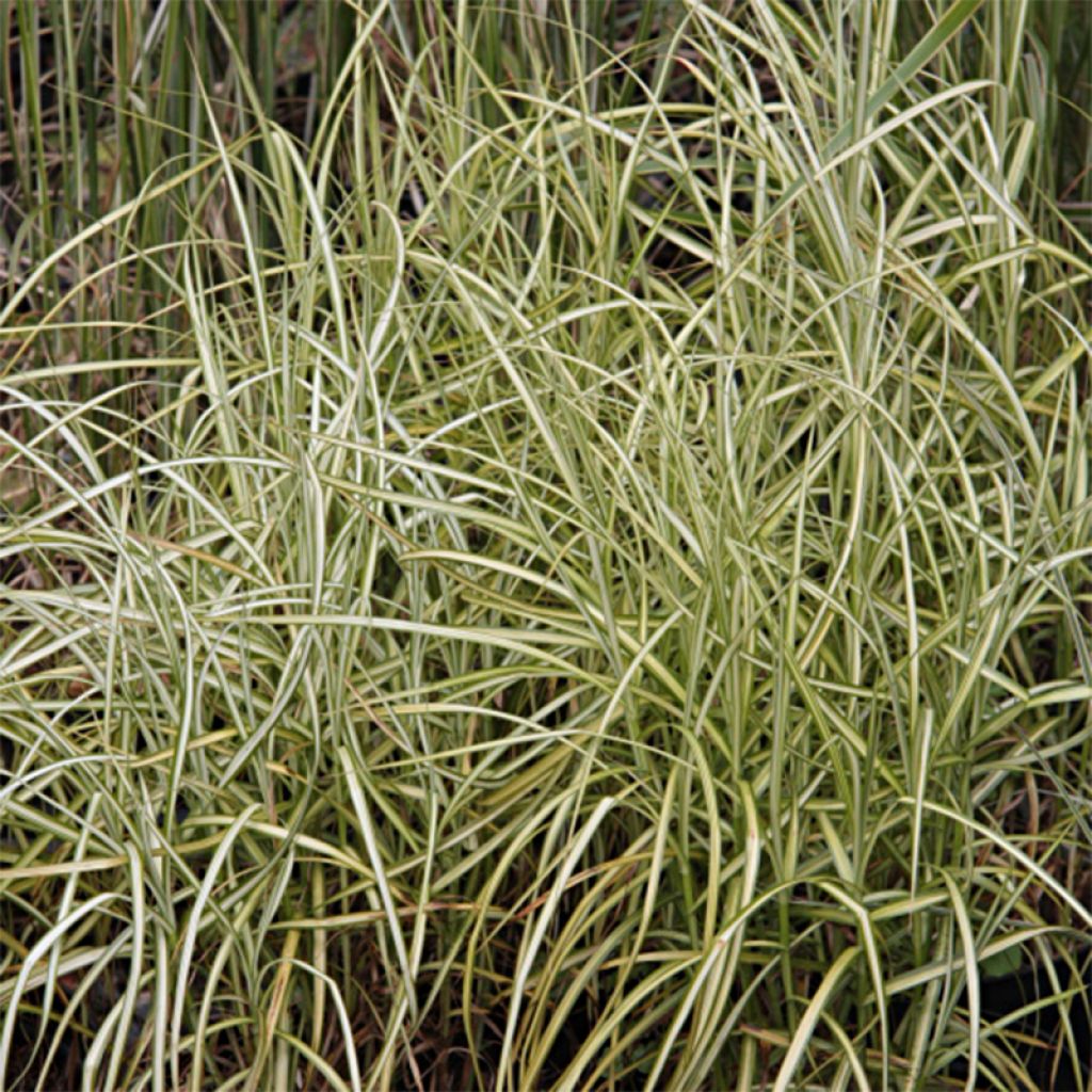 Carex musk.Silberstreif - Laîche d'Amérique