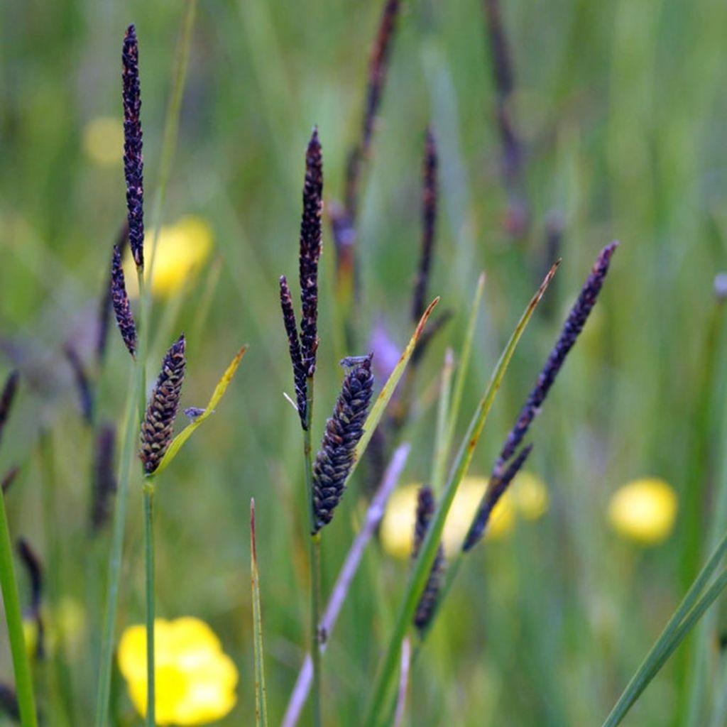Carex nigra - Laîche noire