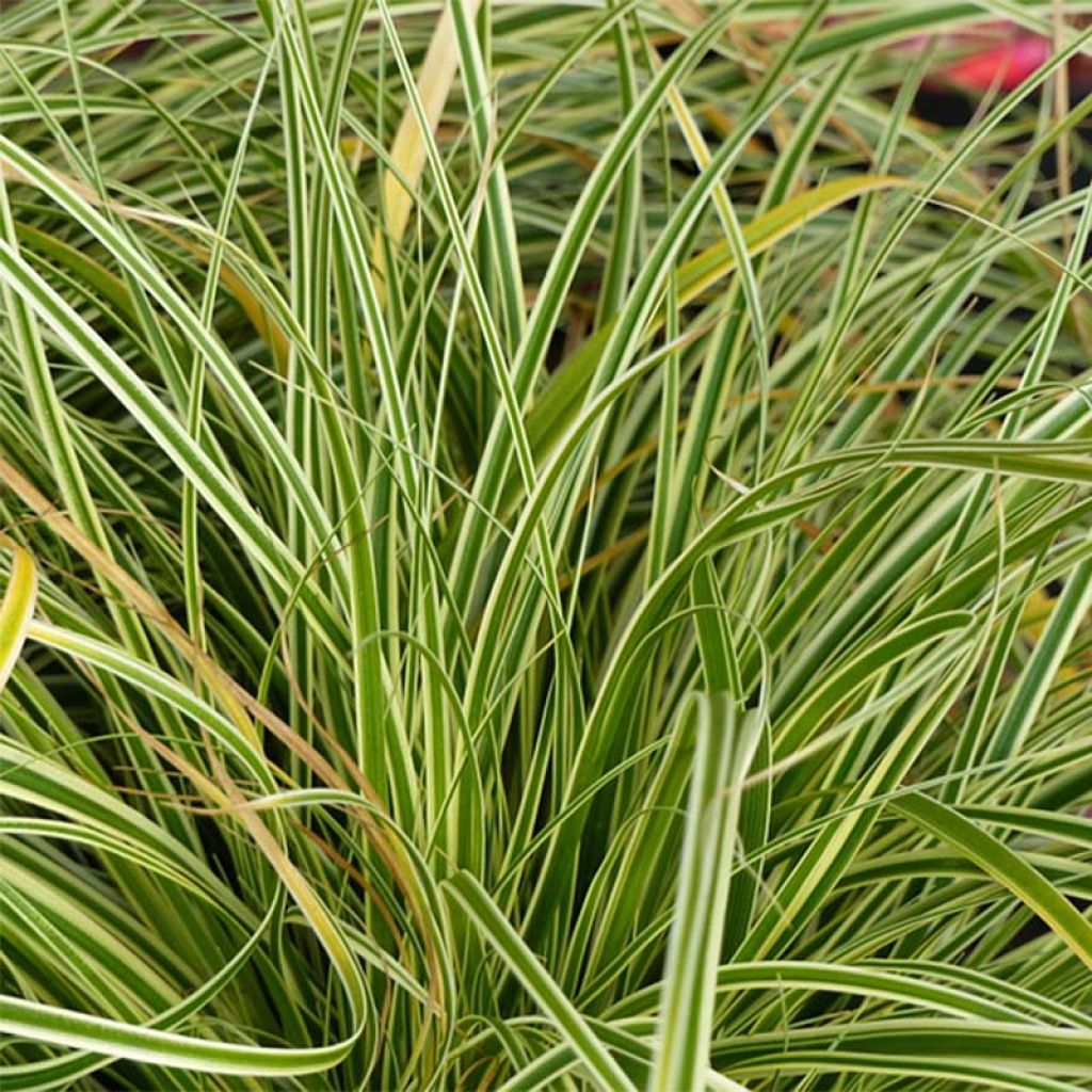 Carex oshimensis Evercream - Laîche d'Oshima