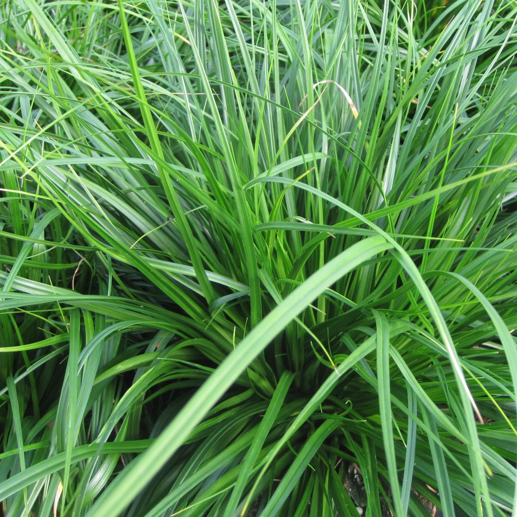 Carex oshimensis Evergreen - Laîche d'Oshima 