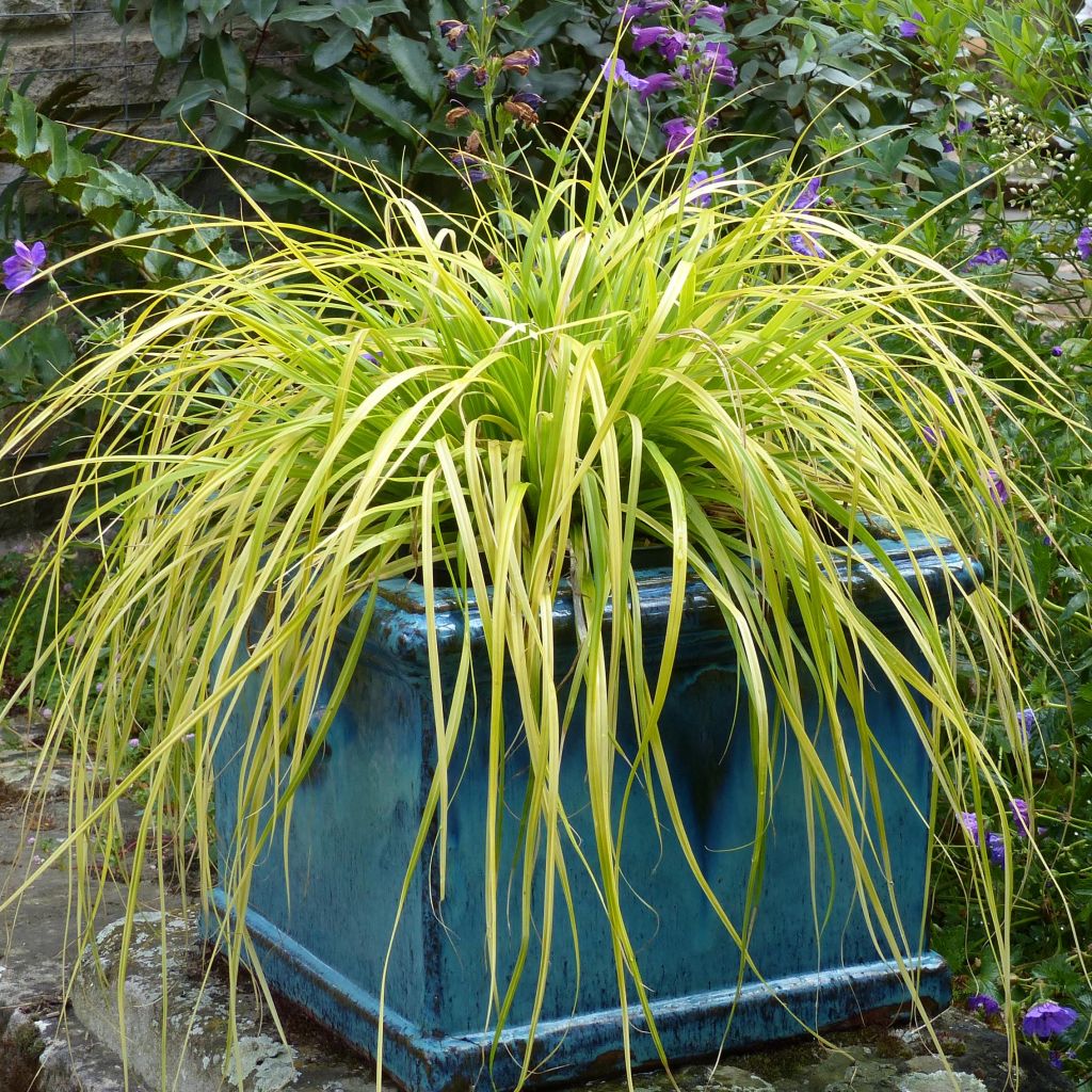 Carex oshimensis Everillo - Laîche d'Oshima