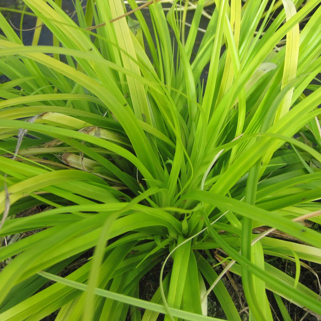 Carex oshimensis Everillo® - Laîche d'Oshima