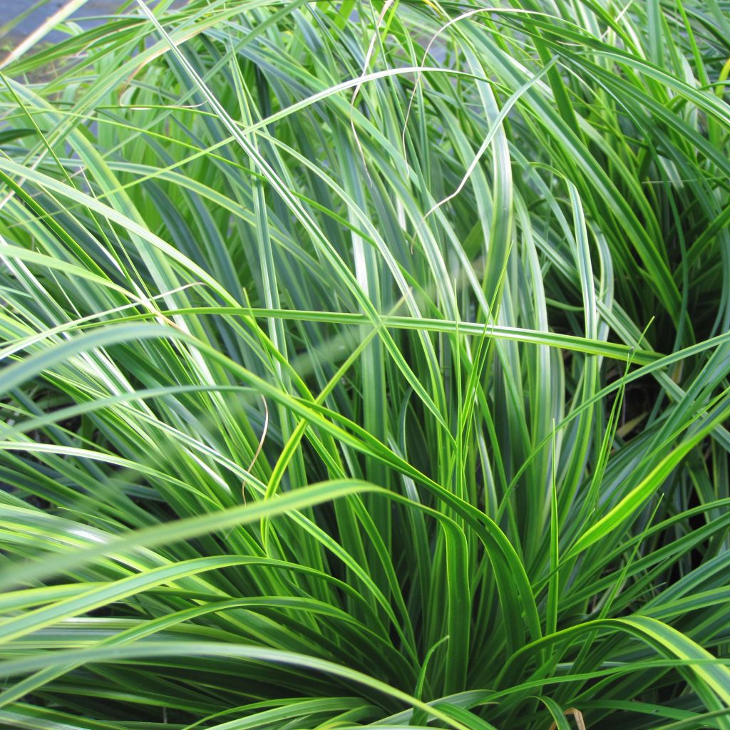 Carex oshimensis Everlime - Laîche d'Oshima 