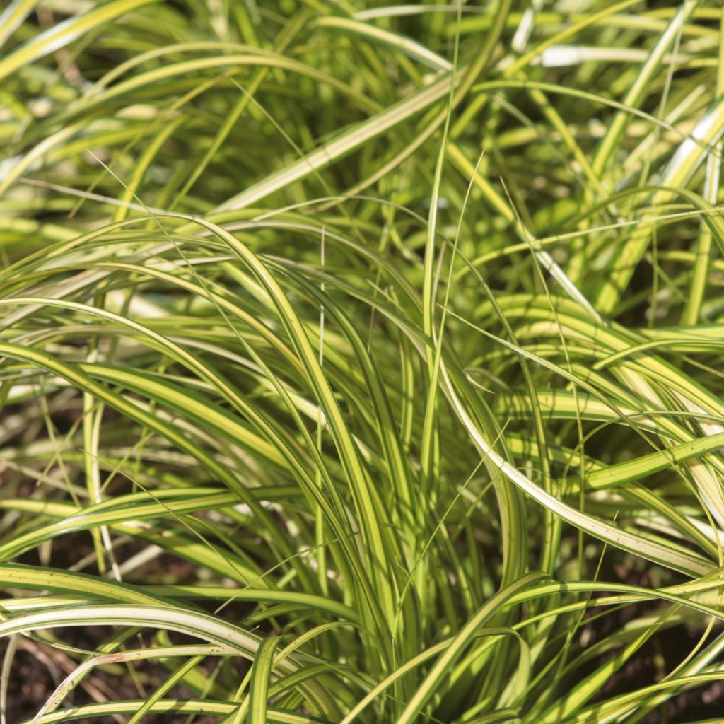 Carex oshimensis Eversheen - Laîche d'Oshima