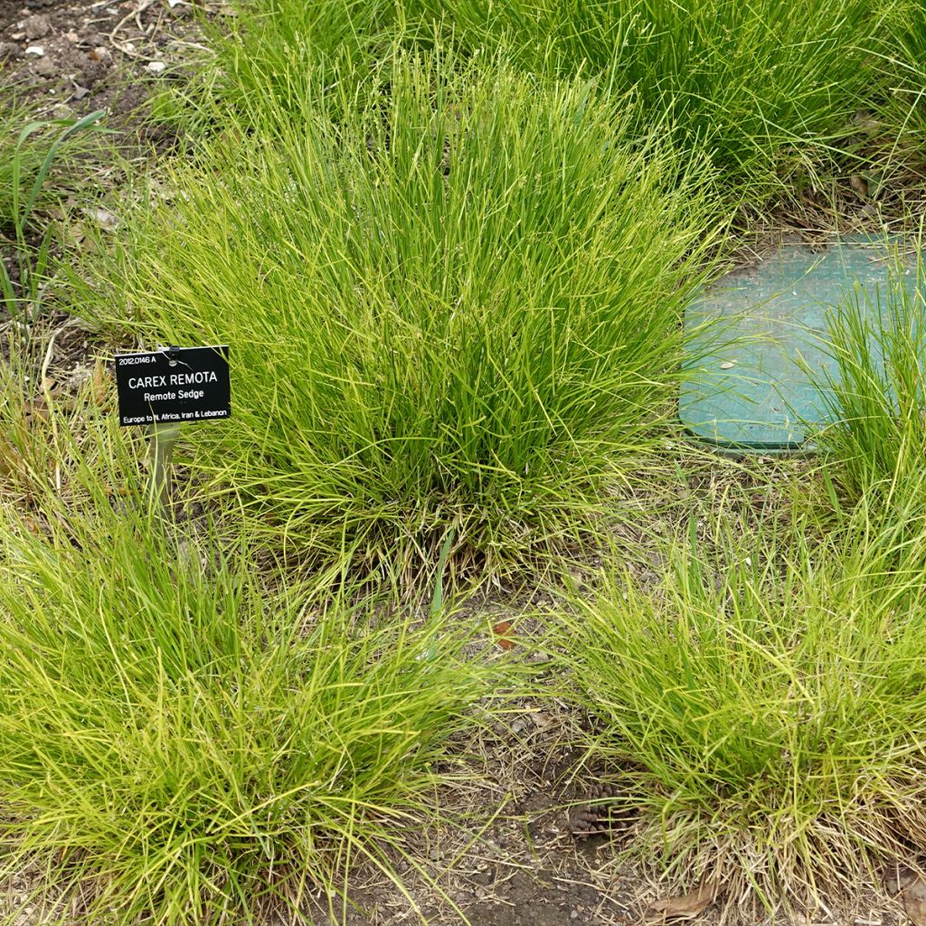 Carex remota - Laîche espacée