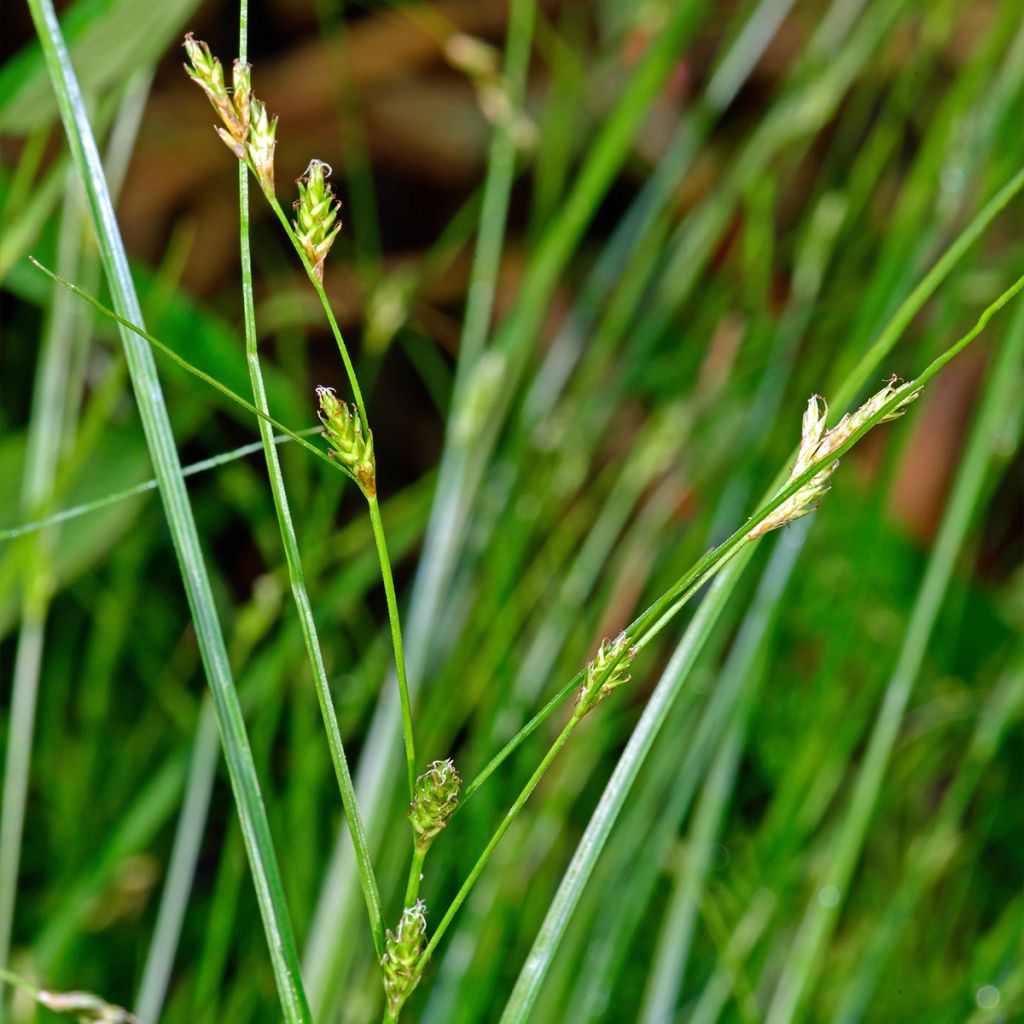 Carex remota - Laîche espacée