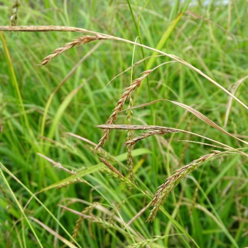 Carex sylvatica - Laîche des bois