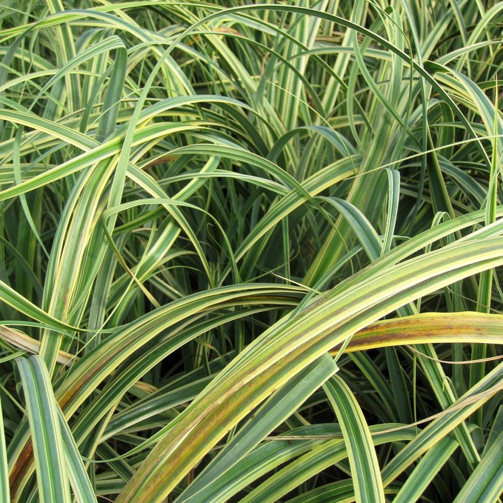 Carex trifida Rekohu Sunrise - Laîche