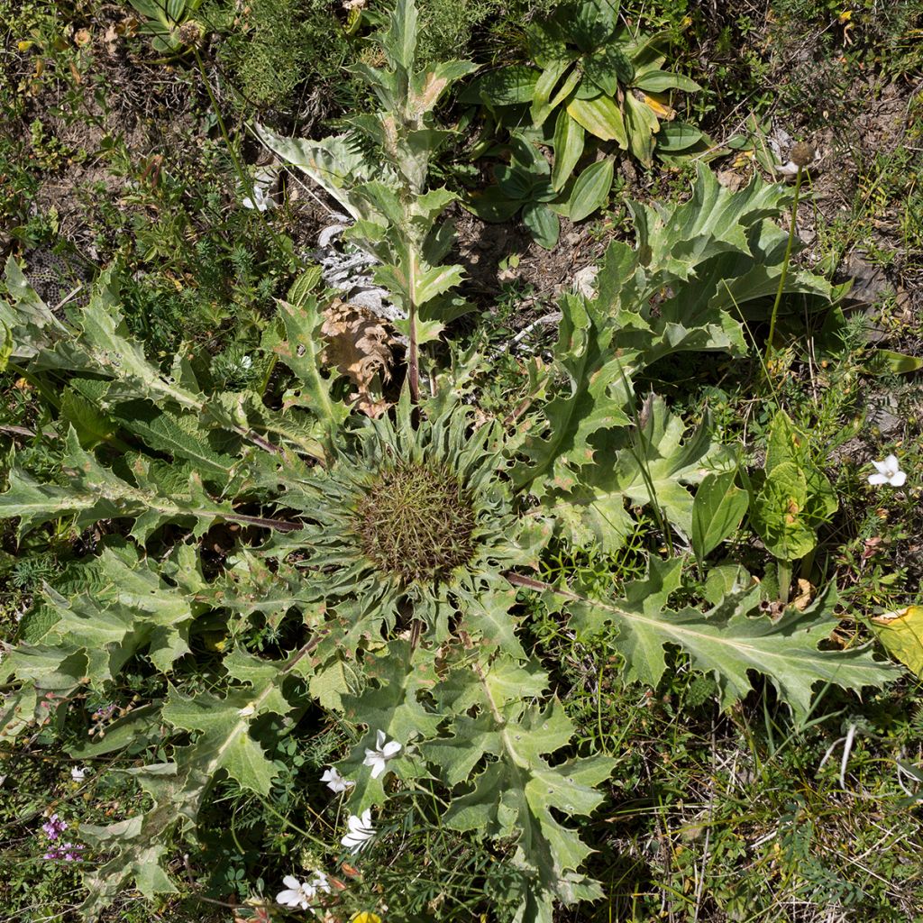 Carlina acanthifolia