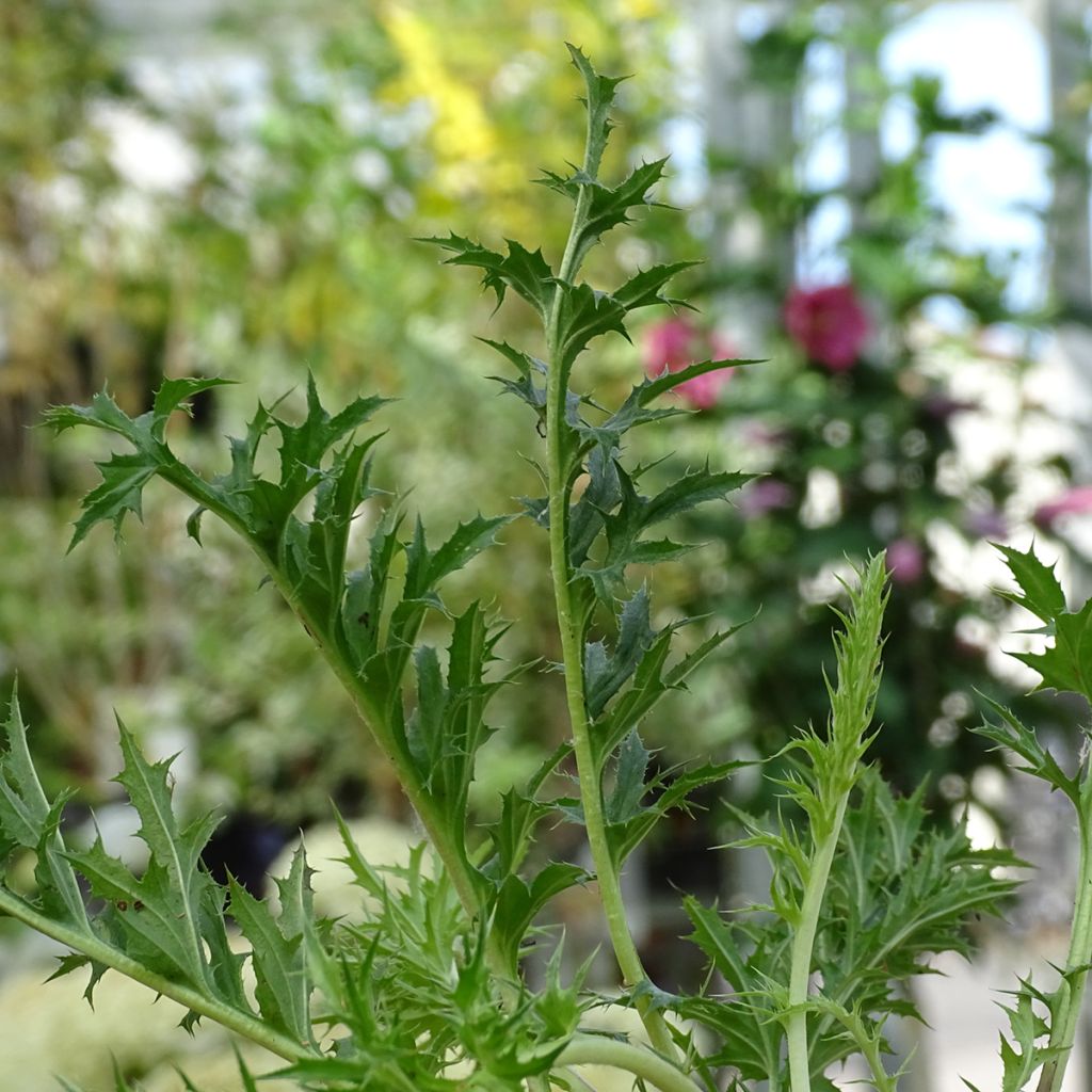 Carlina acaulis ssp. simplex - Carline à tige courte, des Alpes