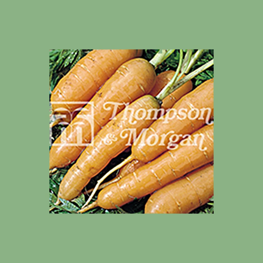 Carotte Adelaide F1 - Daucus carota