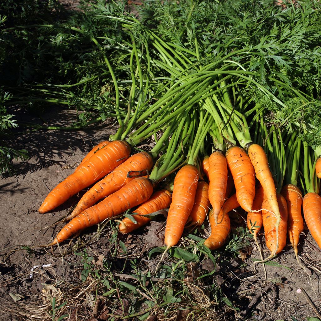 Carotte Adelaide F1 - Daucus carota