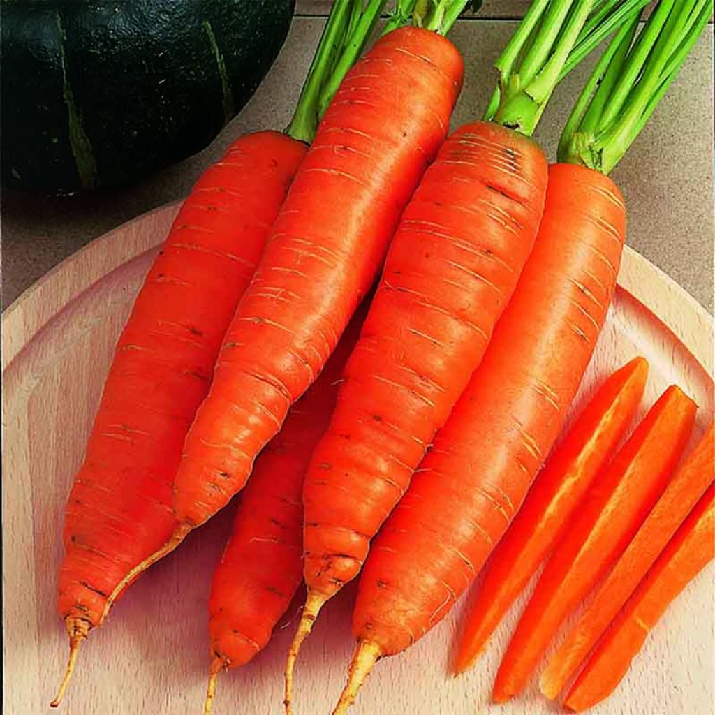 Carotte Bangor - Daucus carota