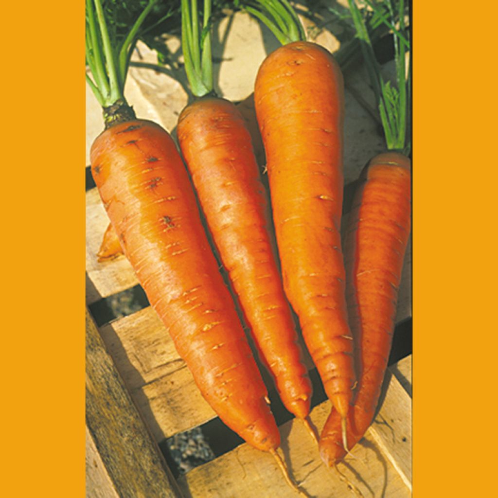 Carotte Longue Lisse de Meaux - Daucus carota