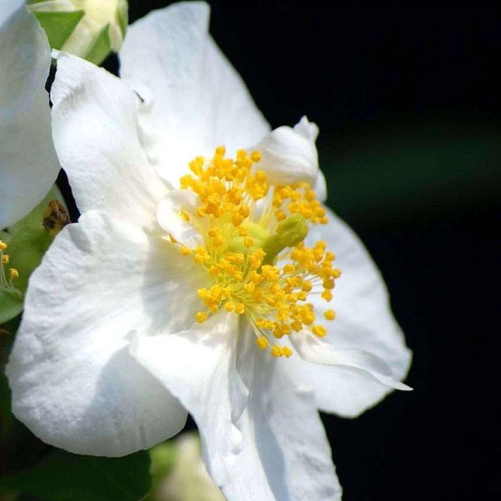 Carpenteria californica Bodnant - Carpentière de Californie