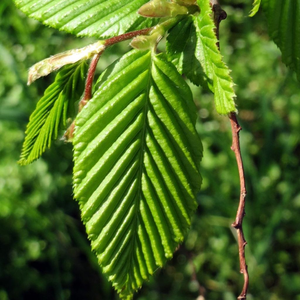 Carpinus betulus Lucas - Charme commun