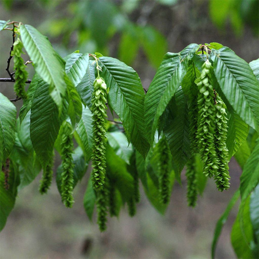 Carpinus fangiana - Charme de Fang