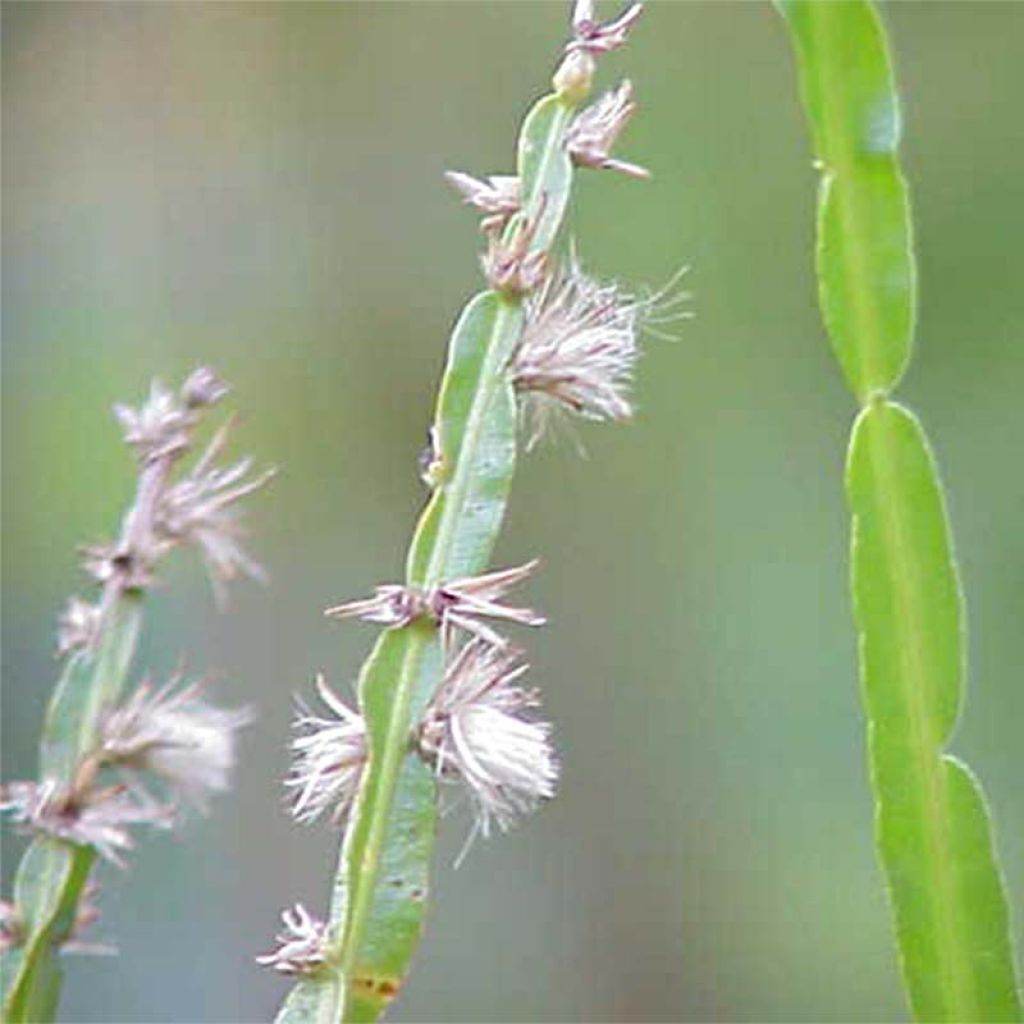 Baccharis genistelloides - Bacchante parfumée