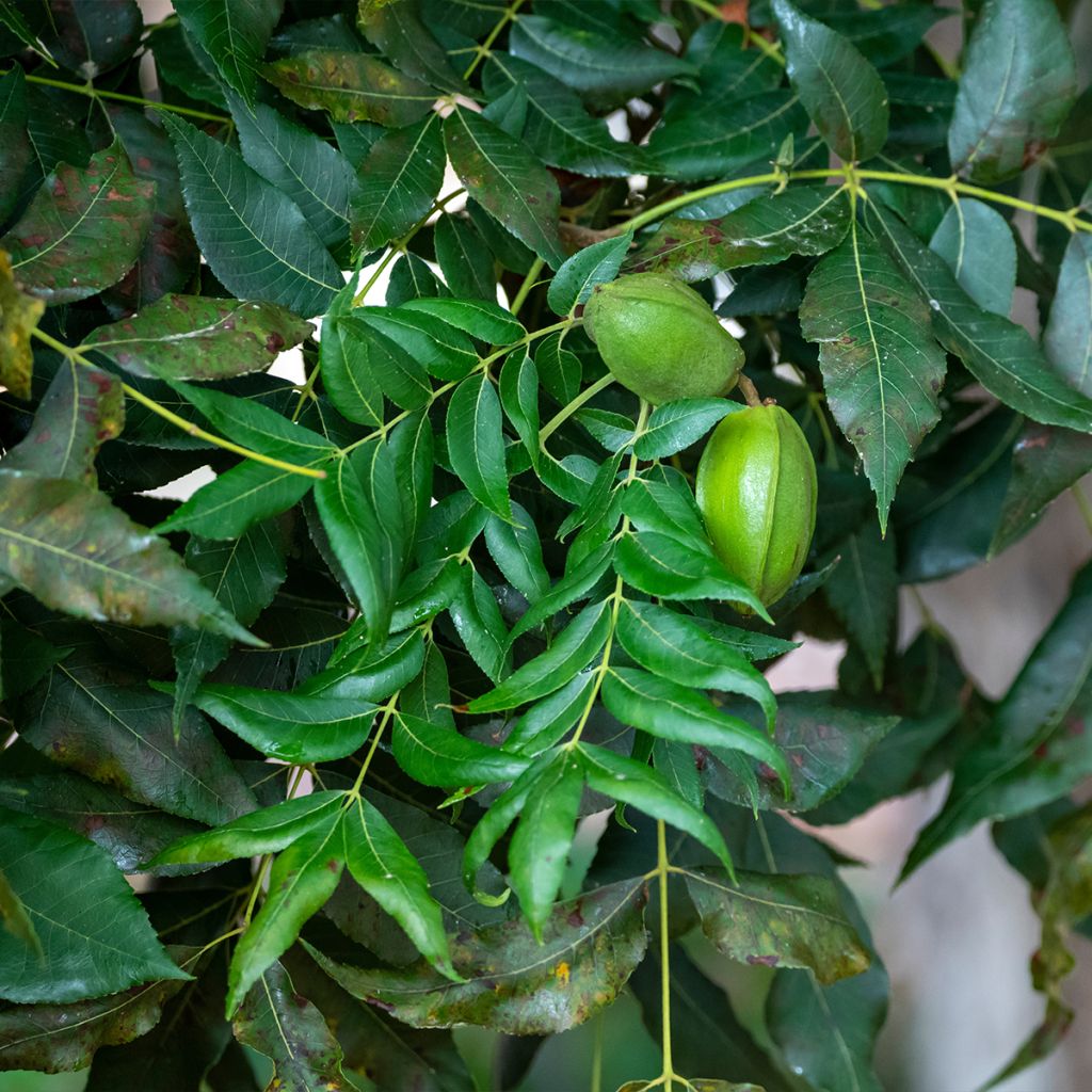 Carya illinoinensis Choctaw - Noix de Pécan - Pacanier