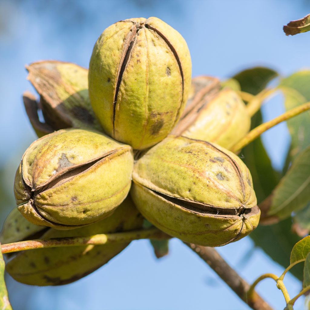 Carya illinoinensis Choctaw - Noix de Pécan - Pacanier