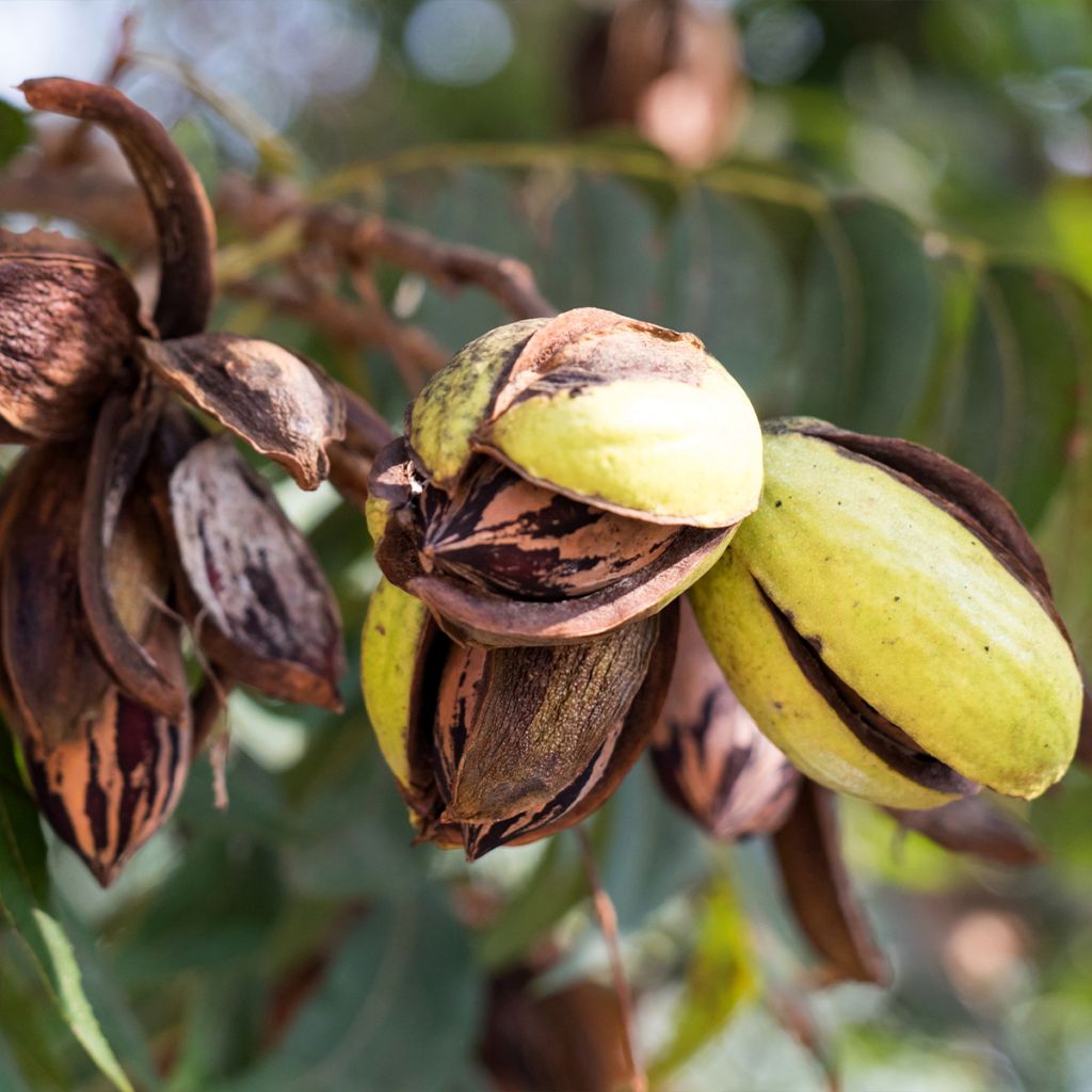 Carya illinoinensis Delmas - Noix de Pécan - Pacanier