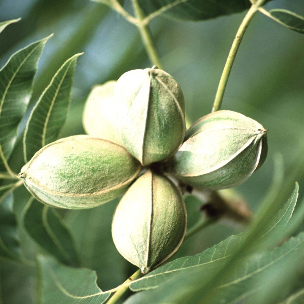 Carya illinoinensis - Noix de Pécan - Pacanier