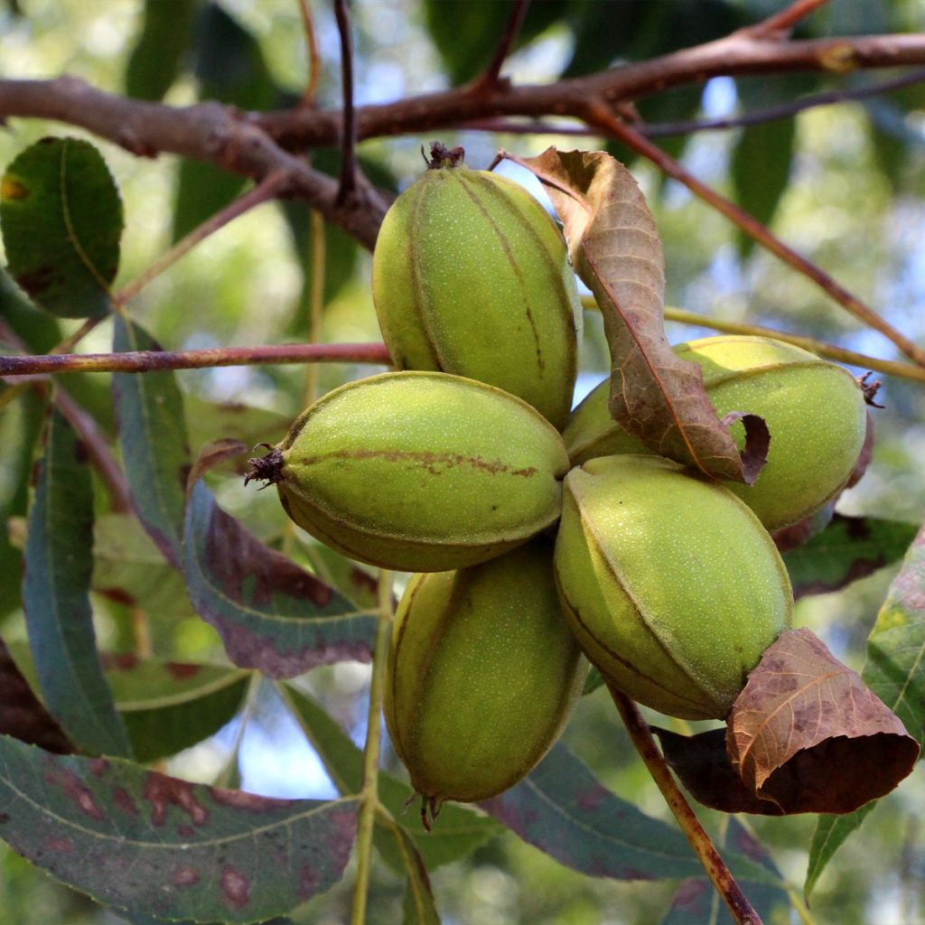 Carya illinoinensis (Pacanier, Noix de pécan) – LA FORET COMESTIBLE