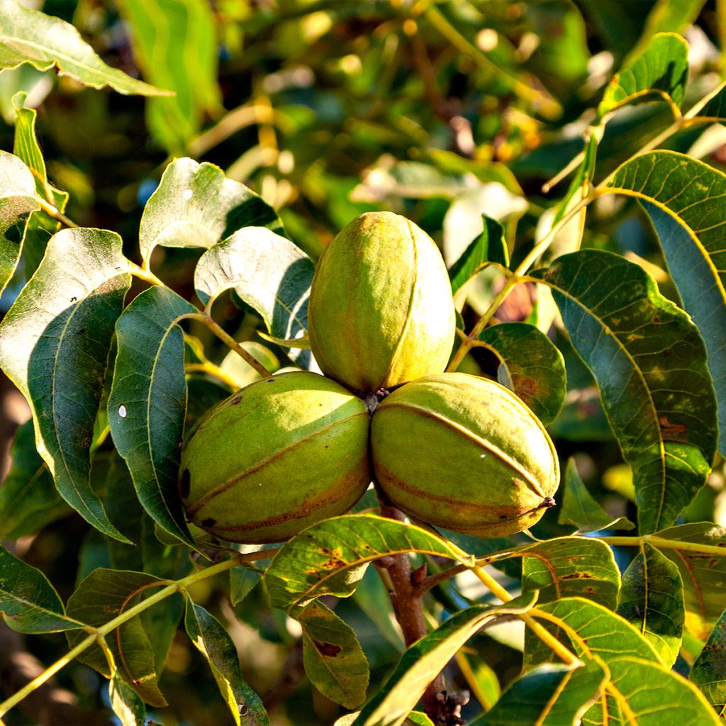 Carya illinoinensis Shoshoni - Noix de Pécan - Pacanier