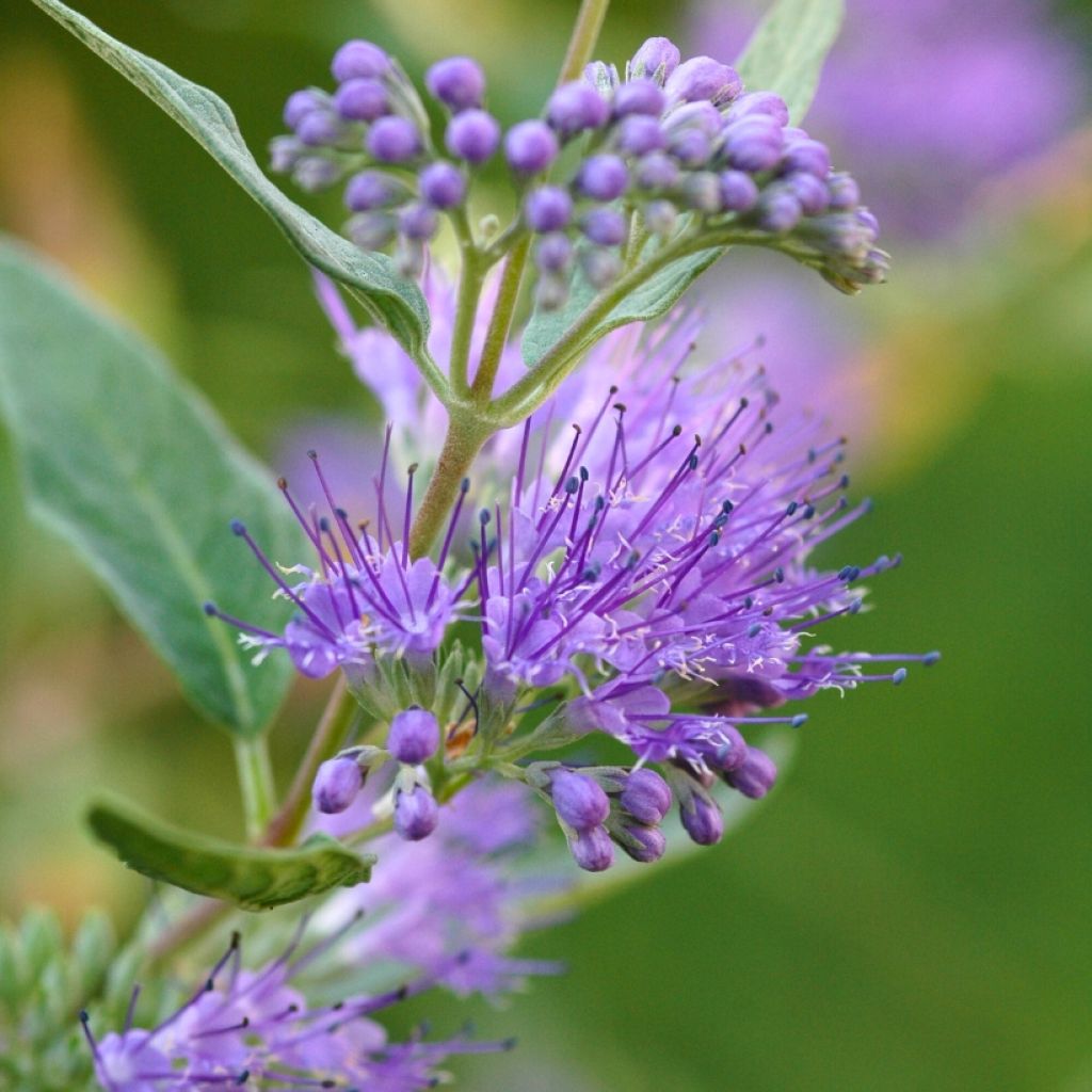 Caryopteris Grand Bleu - Spirée bleue 