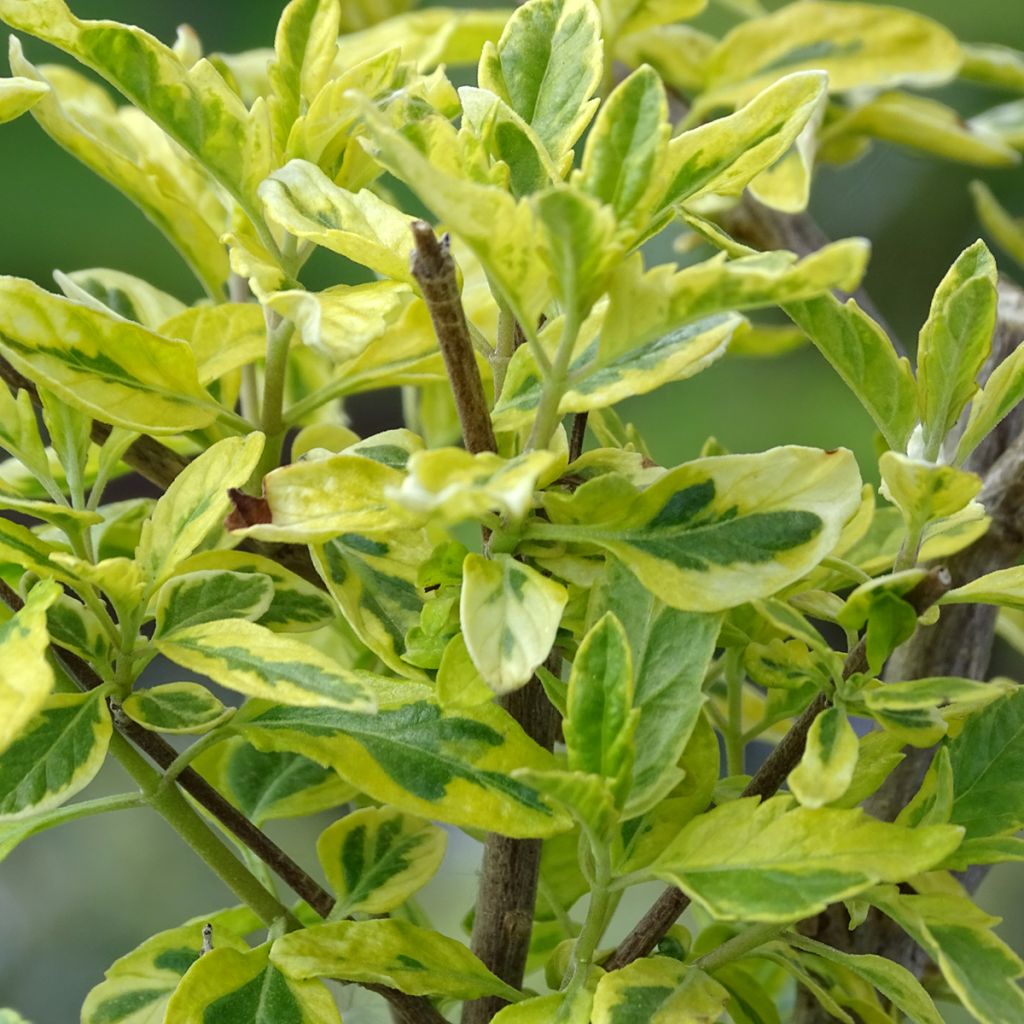 Caryopteris Summer Sorbet® - Spirée Bleue, Barbe-bleue