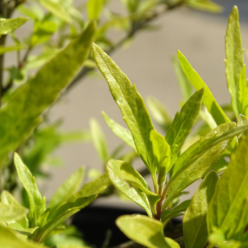 Caryopteris Worcester Gold - Spirée bleue, Barbe-bleue