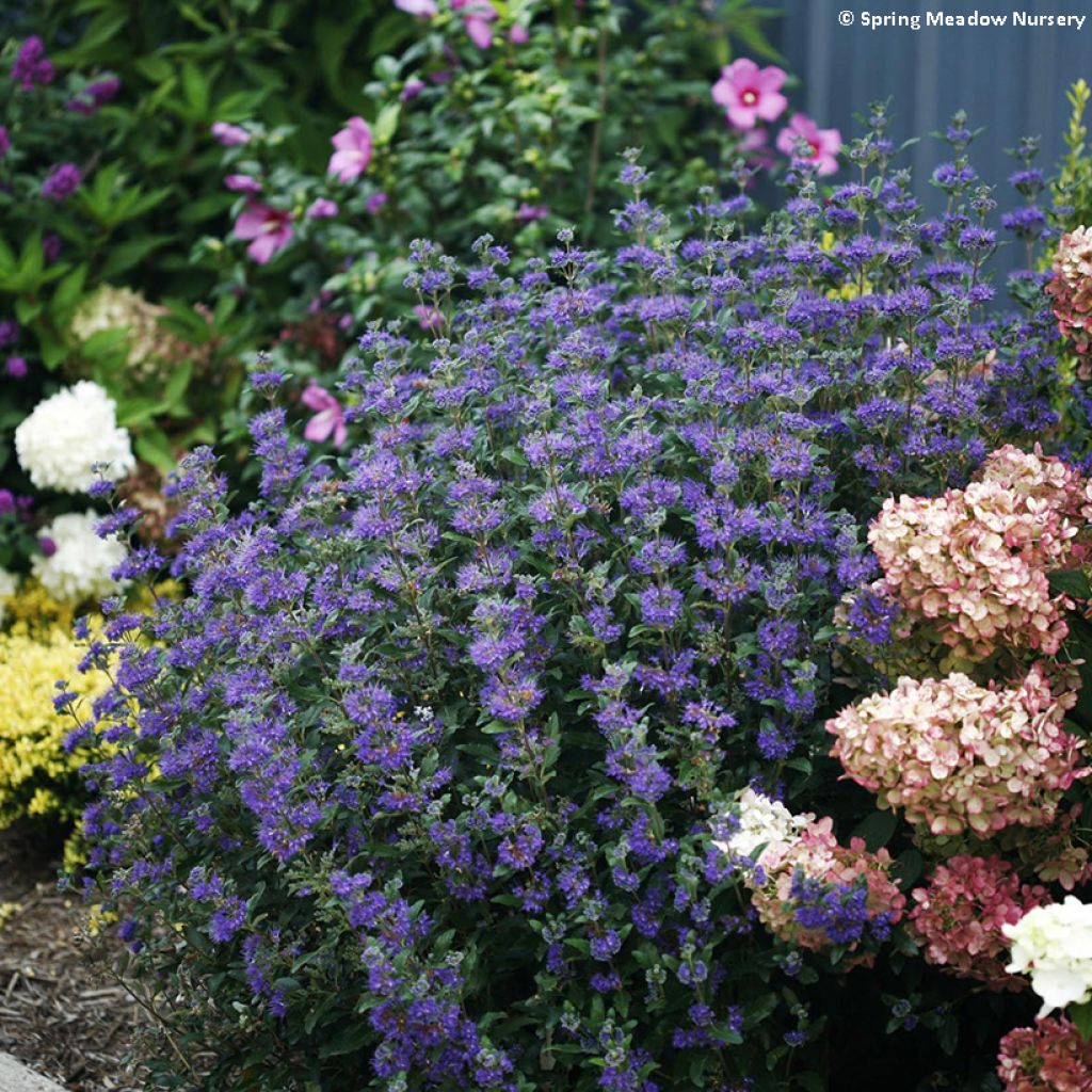 Caryopteris clandonensis Beyond Midnight - Spirée bleue