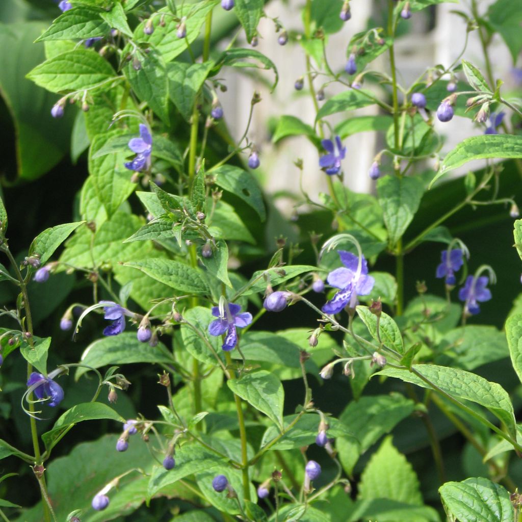 Caryopteris divaricata, Spirée bleue